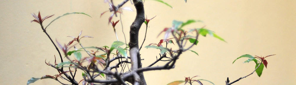 Tracing.lu :: solutions de géolocalisation (Luxembourg & Grande Région)